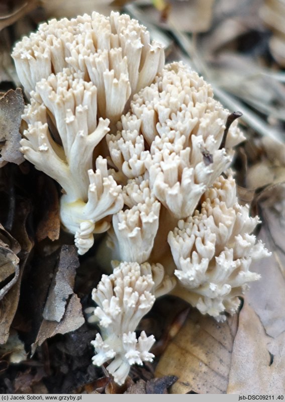 Ramaria pallida (koralówka blada)