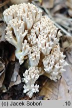 Ramaria pallida (koralówka blada)