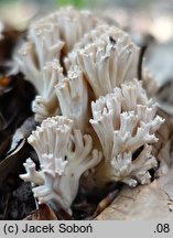 Ramaria pallida (koralówka blada)