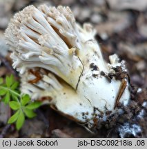 Ramaria pallida (koralówka blada)