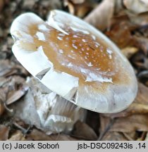 Cortinarius praestans