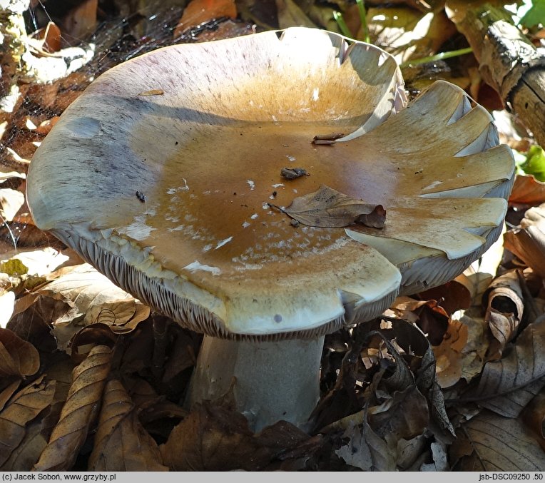 Cortinarius praestans