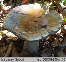 Cortinarius praestans