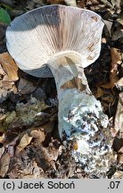 Cortinarius praestans