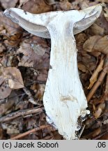 Cortinarius praestans