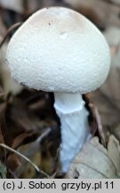 Lepiota ignivolvata (czubajeczka czerwonopochwowa)