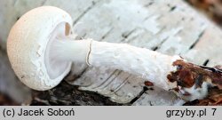 Lepiota ignivolvata (czubajeczka czerwonopochwowa)