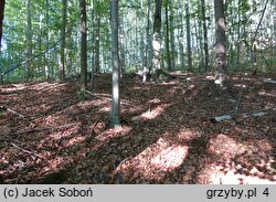 Lepiota ignivolvata (czubajeczka czerwonopochwowa)