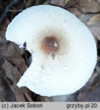 Lepiota ignivolvata (czubajeczka czerwonopochwowa)