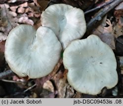 Entoloma majaloides