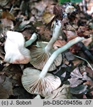 Entoloma majaloides