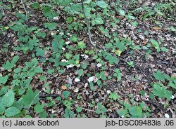 Entoloma majaloides