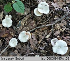 Entoloma majaloides