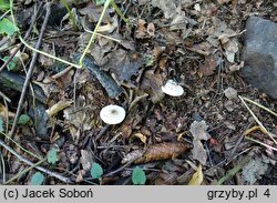 Lepiota forquignonii