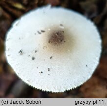 Lepiota forquignonii