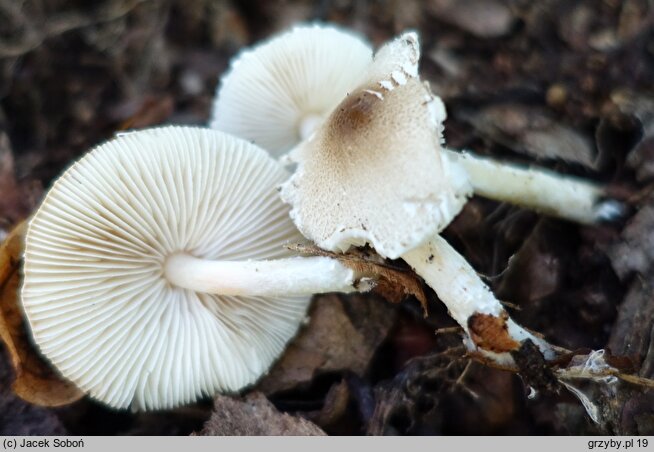 Lepiota forquignonii