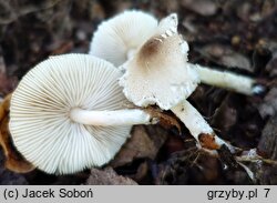 Lepiota forquignonii