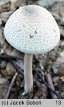 Macrolepiota mastoidea (czubajka sutkowata)