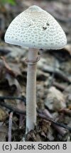 Macrolepiota mastoidea (czubajka sutkowata)