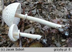 Macrolepiota mastoidea (czubajka sutkowata)