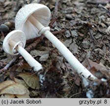 Macrolepiota mastoidea (czubajka sutkowata)