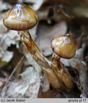 Hygrophorus persoonii (wodnicha oliwkowobrązowa)