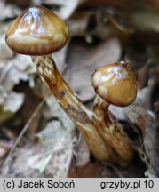 Hygrophorus persoonii (wodnicha oliwkowobrązowa)