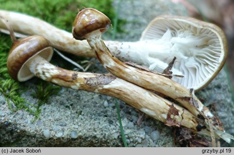 Hygrophorus persoonii (wodnicha oliwkowobrązowa)