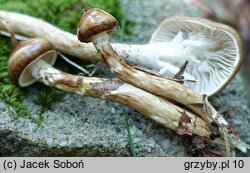 Hygrophorus persoonii (wodnicha oliwkowobrązowa)