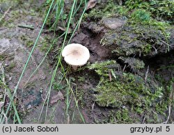 Inocybe curvipes (strzępiak wełenkowy)