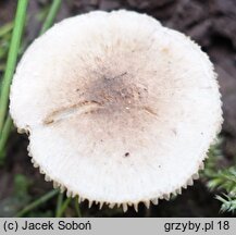 Inocybe curvipes (strzępiak wełenkowy)