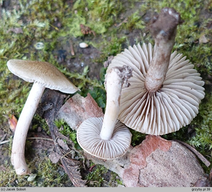 Inocybe curvipes (strzępiak wełenkowy)