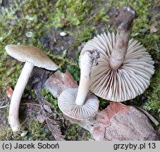 Inocybe curvipes (strzępiak wełenkowy)