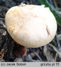 Hygrophorus arbustivus