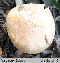 Hygrophorus arbustivus