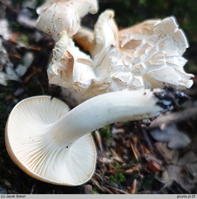 Hygrophorus arbustivus