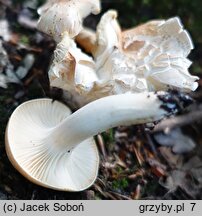 Hygrophorus arbustivus