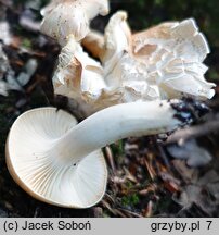 Hygrophorus arbustivus