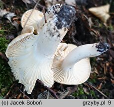 Hygrophorus arbustivus