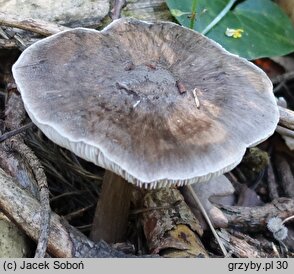 Pluteus pouzarianus (drobnołuszczak sarni)