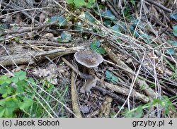 Pluteus pouzarianus (drobnołuszczak sarni)