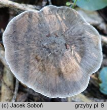 Pluteus pouzarianus (drobnołuszczak sarni)