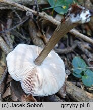 Pluteus pouzarianus (drobnołuszczak sarni)