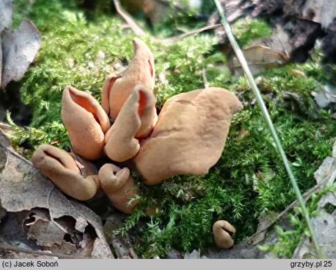 Otidea leporina (uchówka zajęcza)