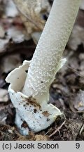 Amanita simulans