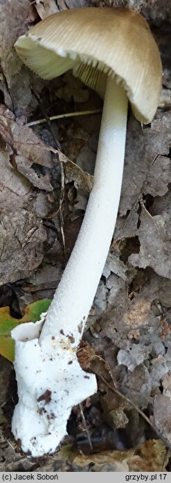 Amanita simulans