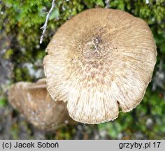 Inocybe pseudoasterospora