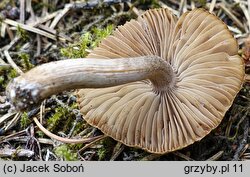 Inocybe pseudoasterospora