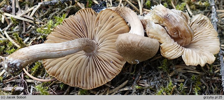 Inocybe pseudoasterospora