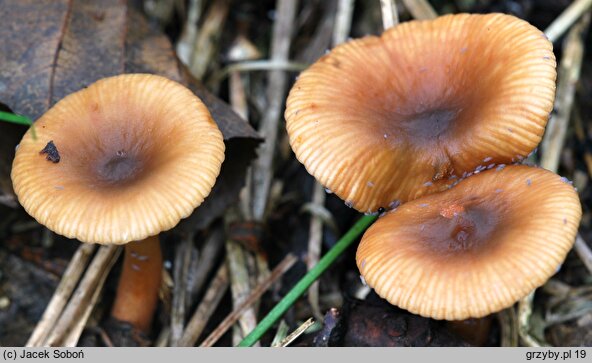 Lactarius obscuratus (mleczaj olszowy)